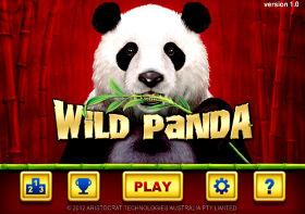 Wild Panda