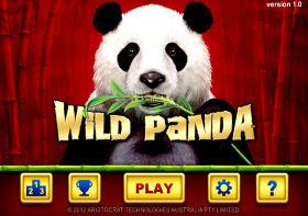 Wild Panda